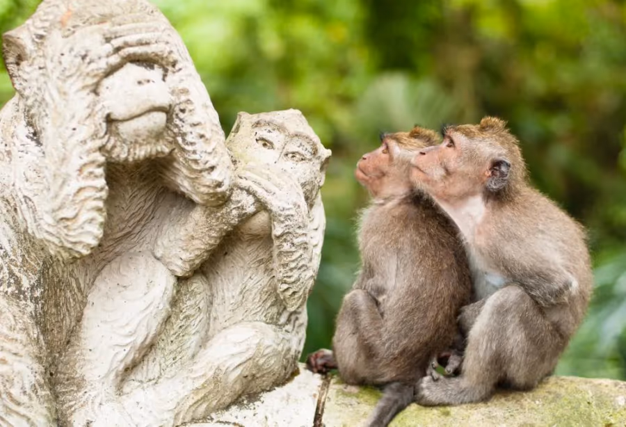 Bali's dieren, natuur en stranden – Indonesië
