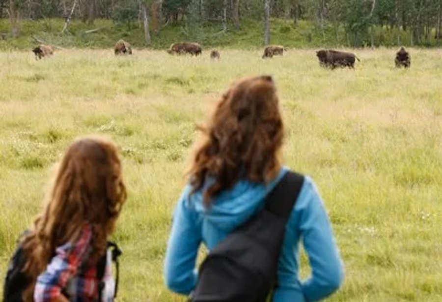 Beren, cowboys en dino's – Canada