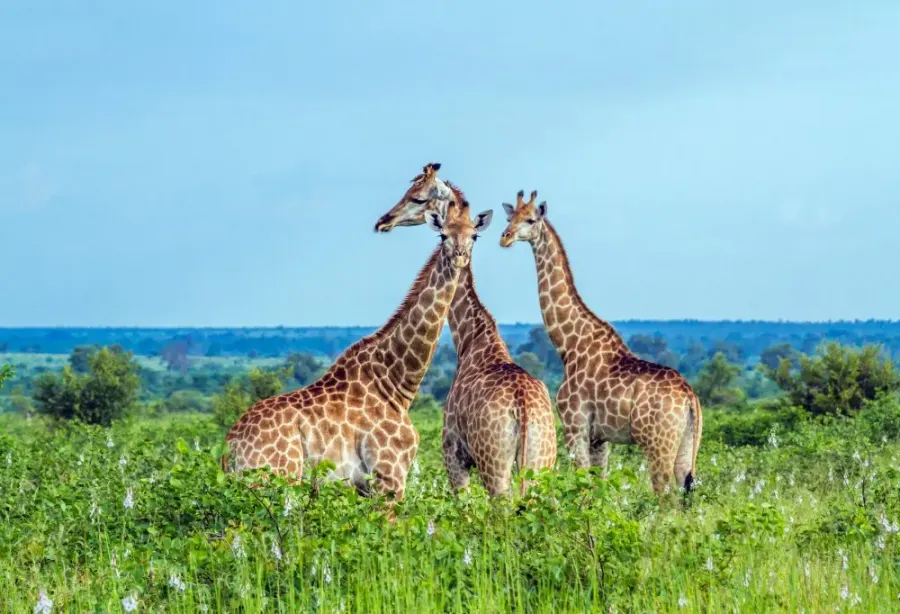 Best Deal Zuid-Afrikaanse Pracht en Mauritius – Zuid Afrika – foto 1