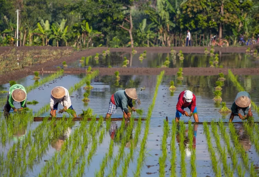 Best Deal Java en Bali – Indonesië