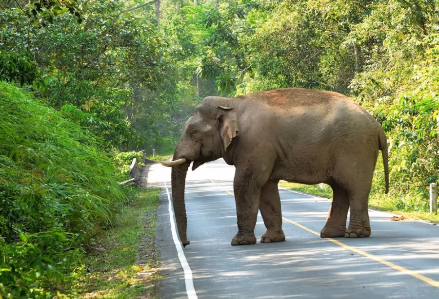 Best Deal Jungle en Historie – Thailand