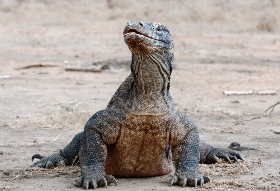 Best Deal Komodo draken en magisch Bali – Indonesië