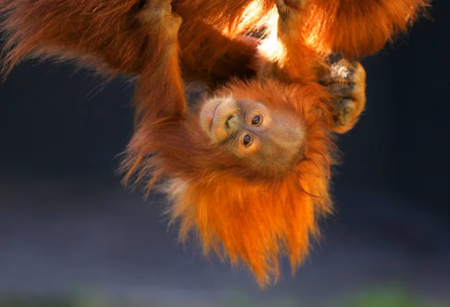 Best Deal Sumatra's orang-oetans en magisch Bali – Indonesië