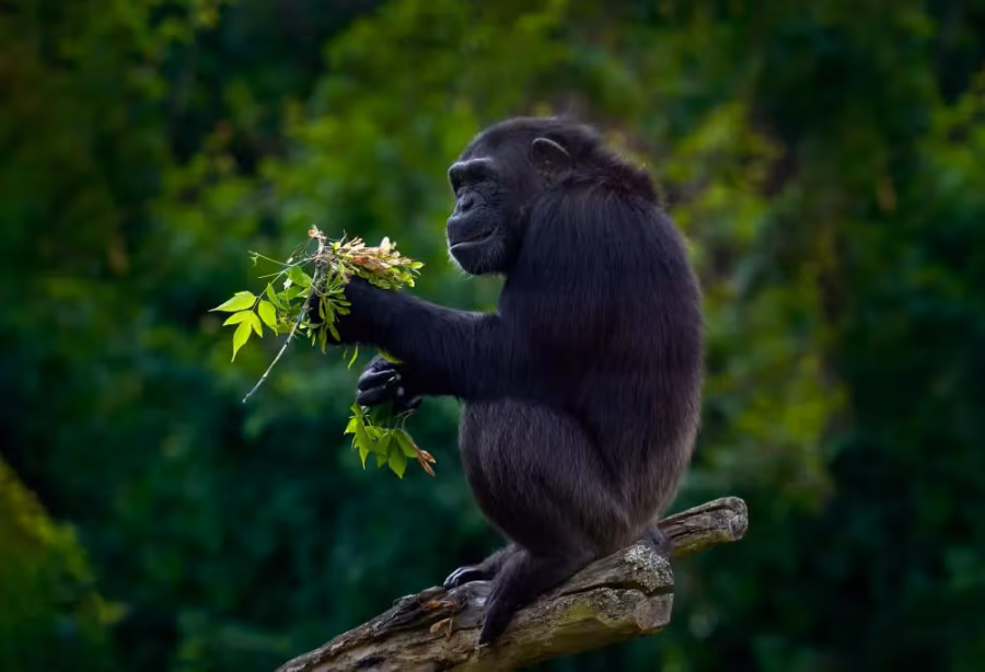 Best Deal Uganda – Uganda