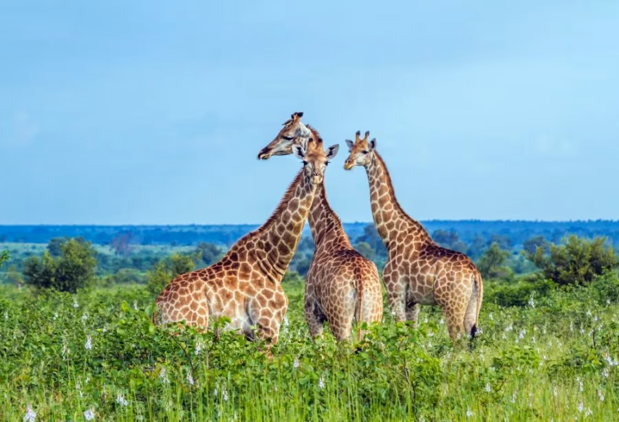 Best Deal Zuid-Afrikaanse Pracht en Mauritius – Zuid Afrika