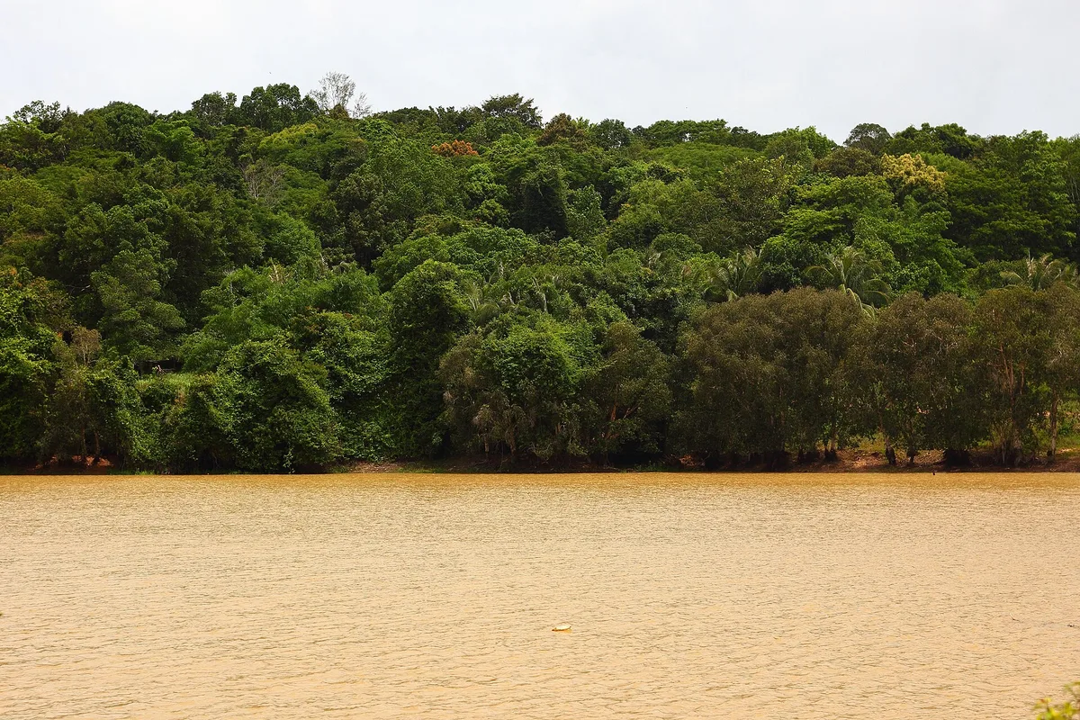 Cambodia jungle – Cambodja