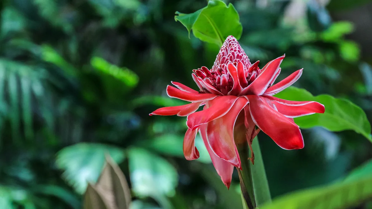 Costa Rica, Limón, Veragua Rainforest (Etlingera elatior) – Costa Rica
