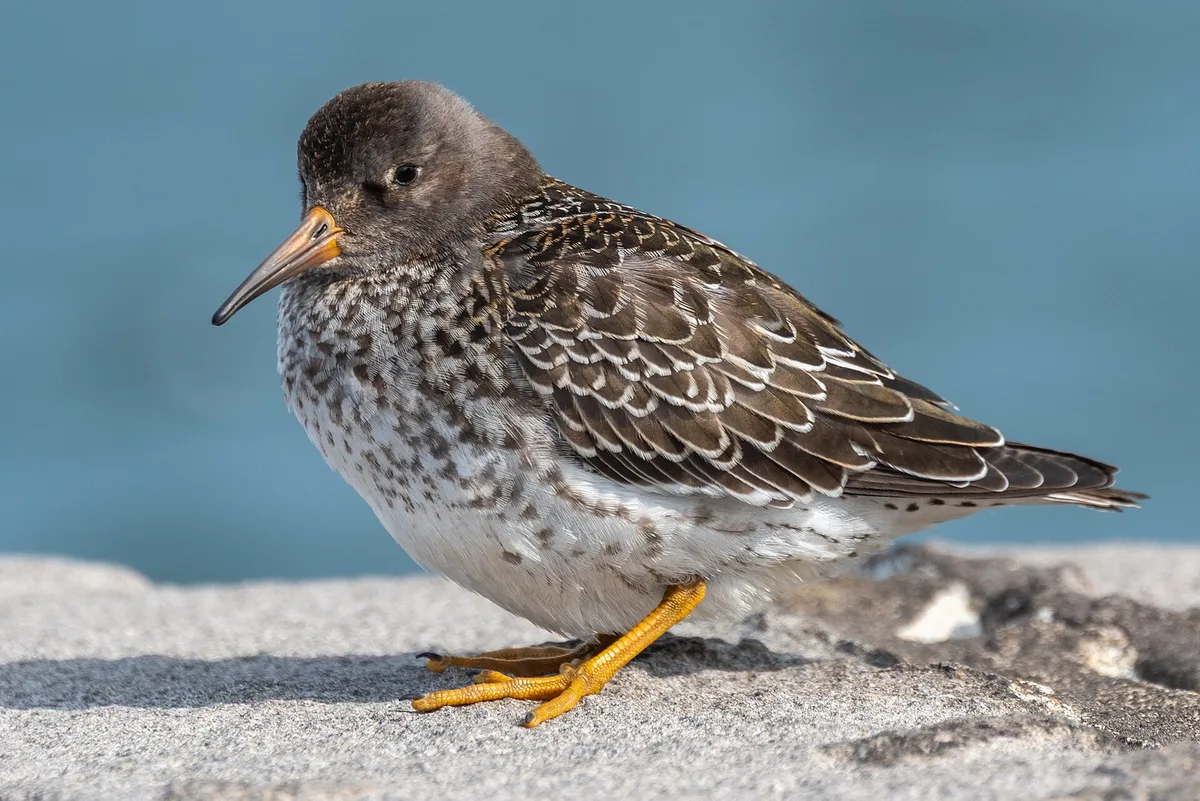 2019-08-13 02 Purple Sandpiper (Calidris maritima), Reykjavi – Reykjavik