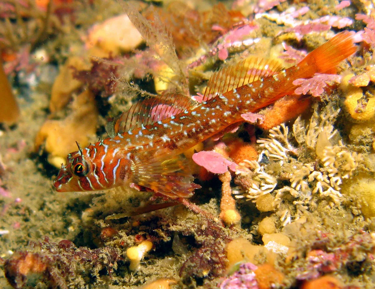 Jordania zonope – Jordanië