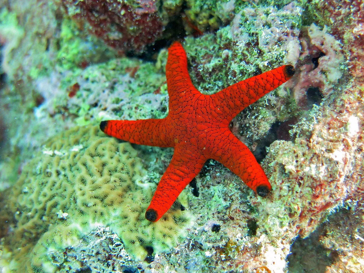 Fromia indica Landaagiraavaru – Landaa Giraavaru