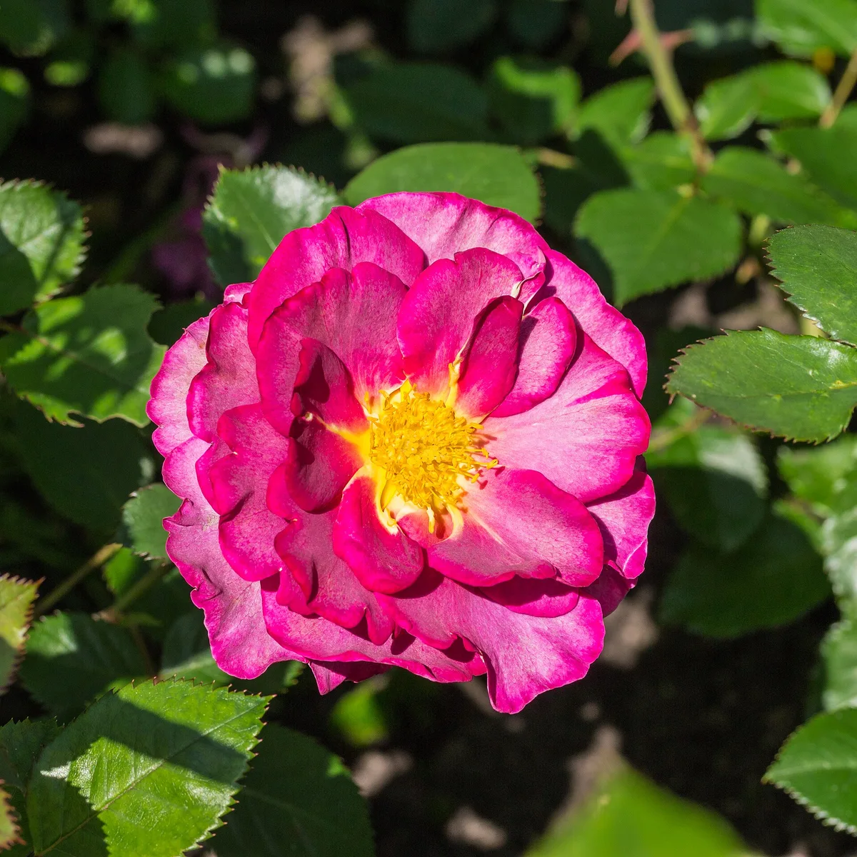 Rosa 'Blauwe Stad' (actm) – De blauwe stad