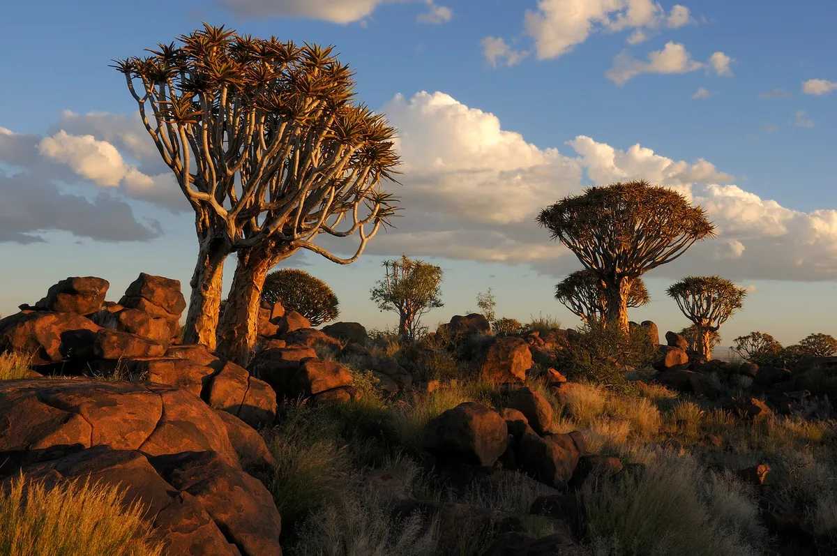 Köcherbaumwald-01 – Namibië landscape