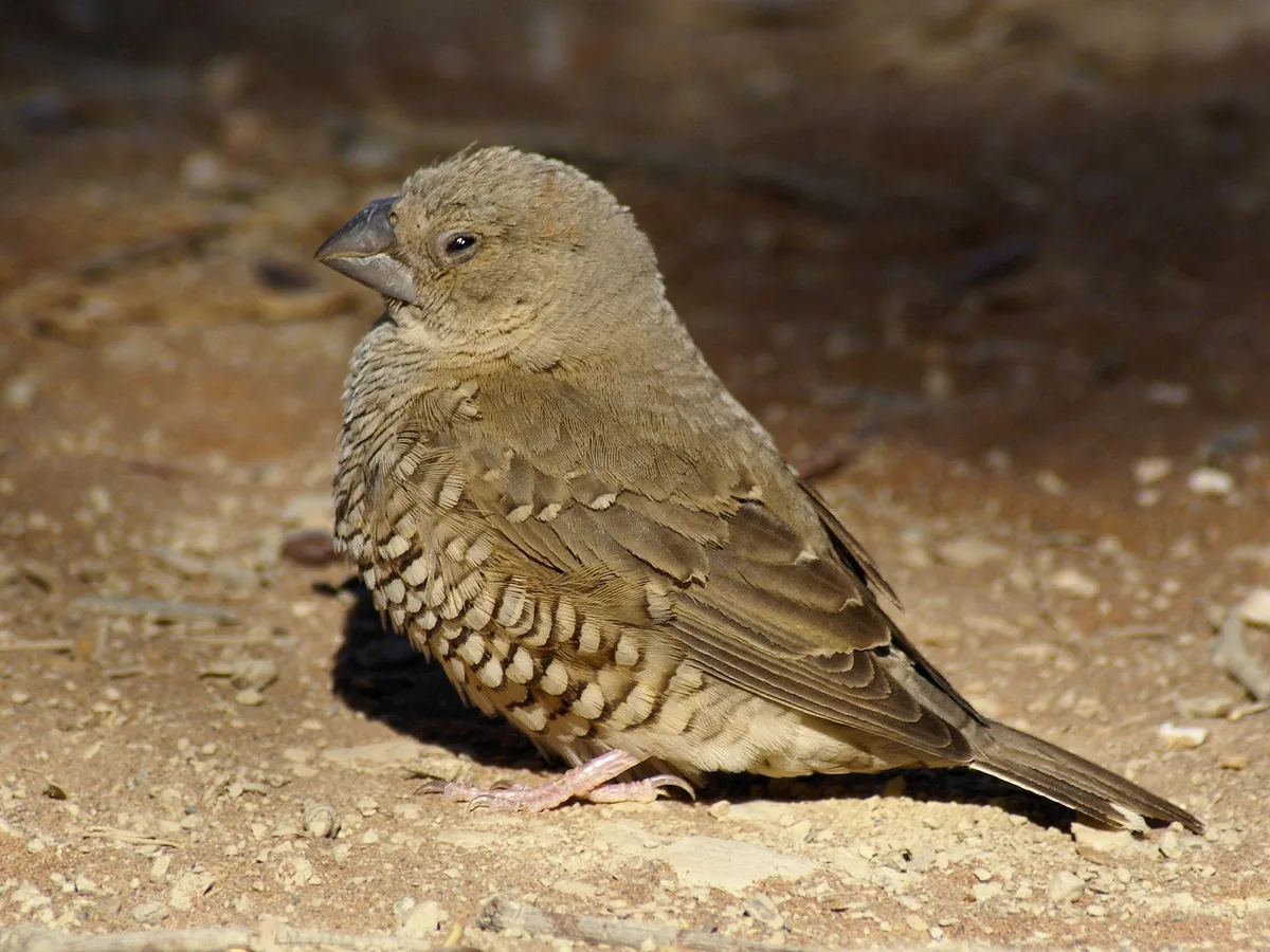Amadina erythrocephala f – Namibië