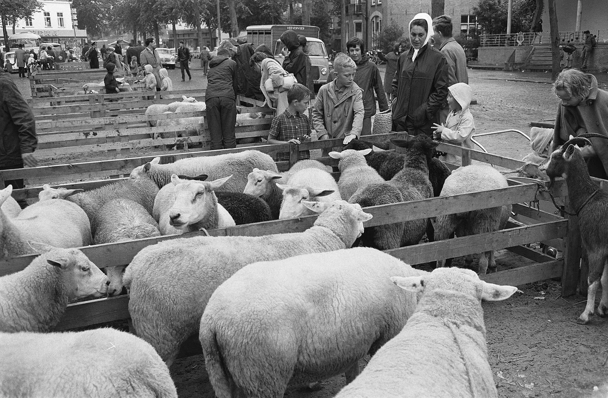 Schapendag te Ede Door regen weinig bezoek, Bestanddeelnr 915-4676 – Nederland