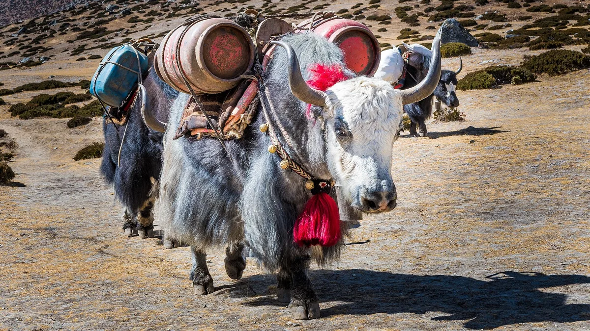 Nepal Yak - Himalaya trekking – Nepal