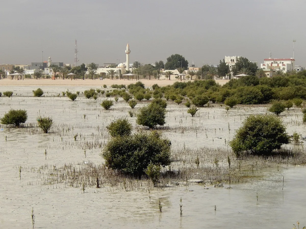 Qatar, Simaisma (6), view from the sea with mangroves – Qatar coastline