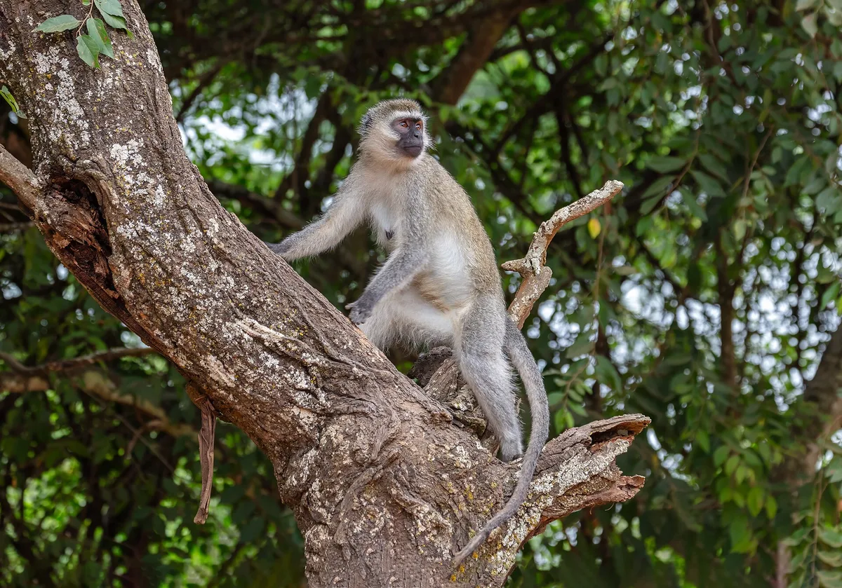 Sfeerbeeld van Uganda