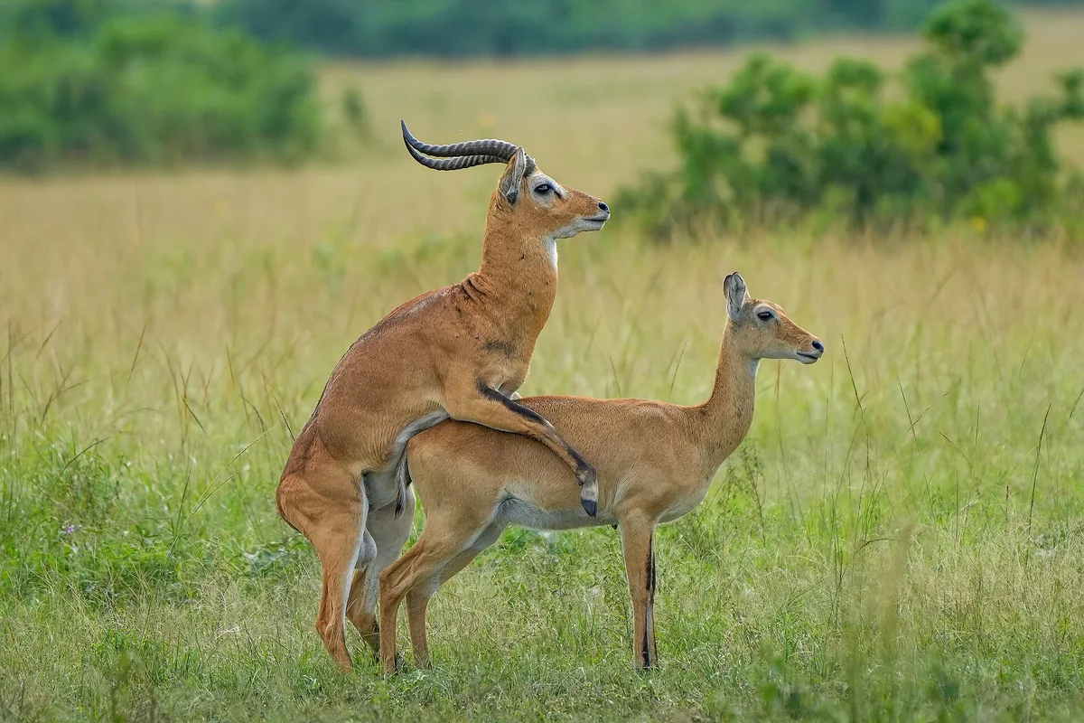 Sfeerbeeld van Uganda