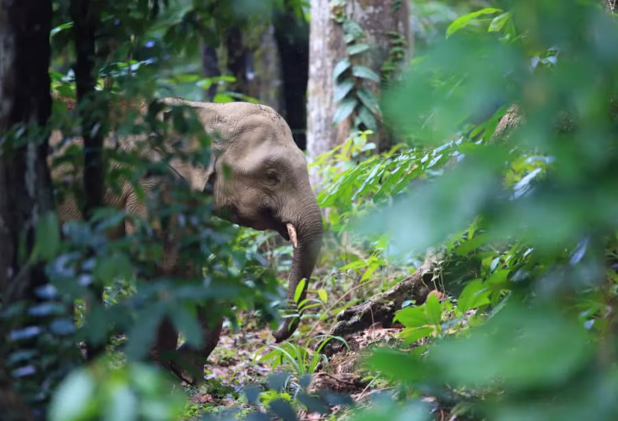Borneo Adventure in Sabah – Maleisië