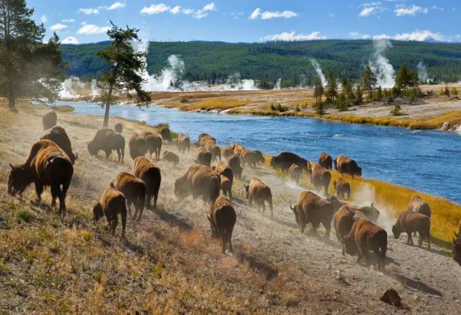 Canadian Rockies en Yellowstone – Canada