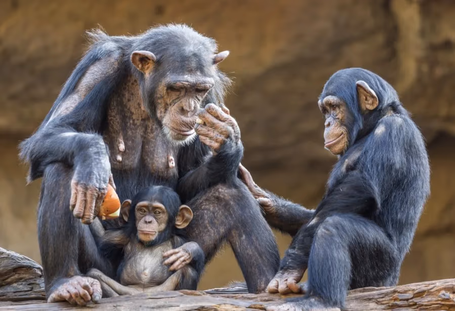 Chimpansee tracking Kibale National Park – Uganda