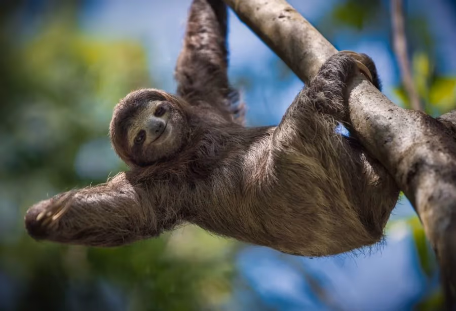 Costa Rica Familiereis Jungle en Stranden – Costa Rica