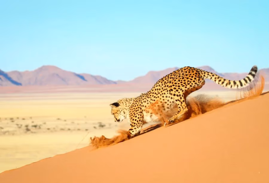 De Diamanten van Namibië en Zuid-Afrika – Zuid Afrika