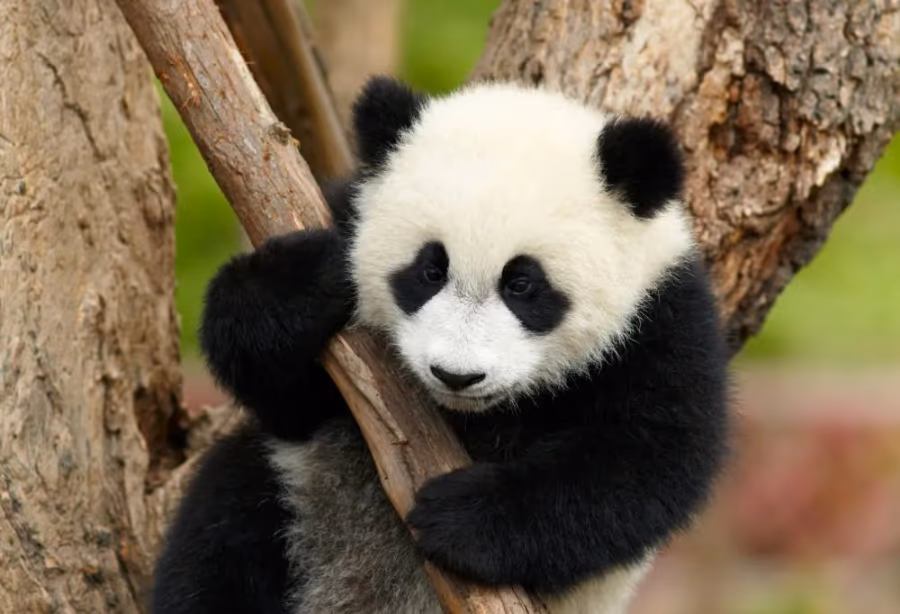 De Geur van Chinese Jasmijn – China