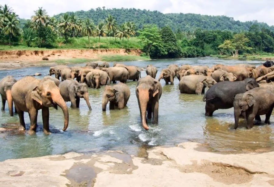 Discover Sri Lanka Deluxe – Sri Lanka