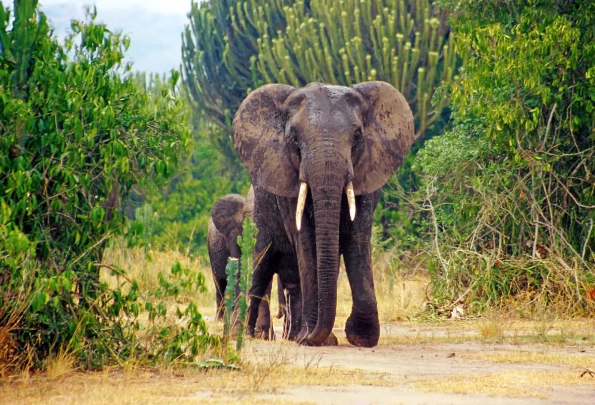 Discover Uganda, het land van de berg gorilla's