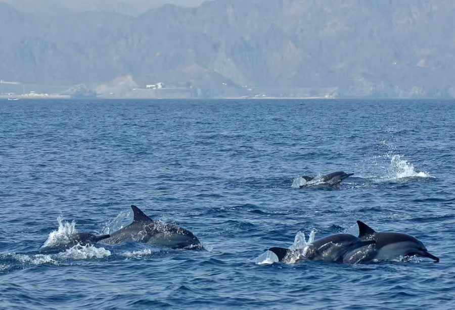 Dolfijnen spotten bij Muscat – Oman