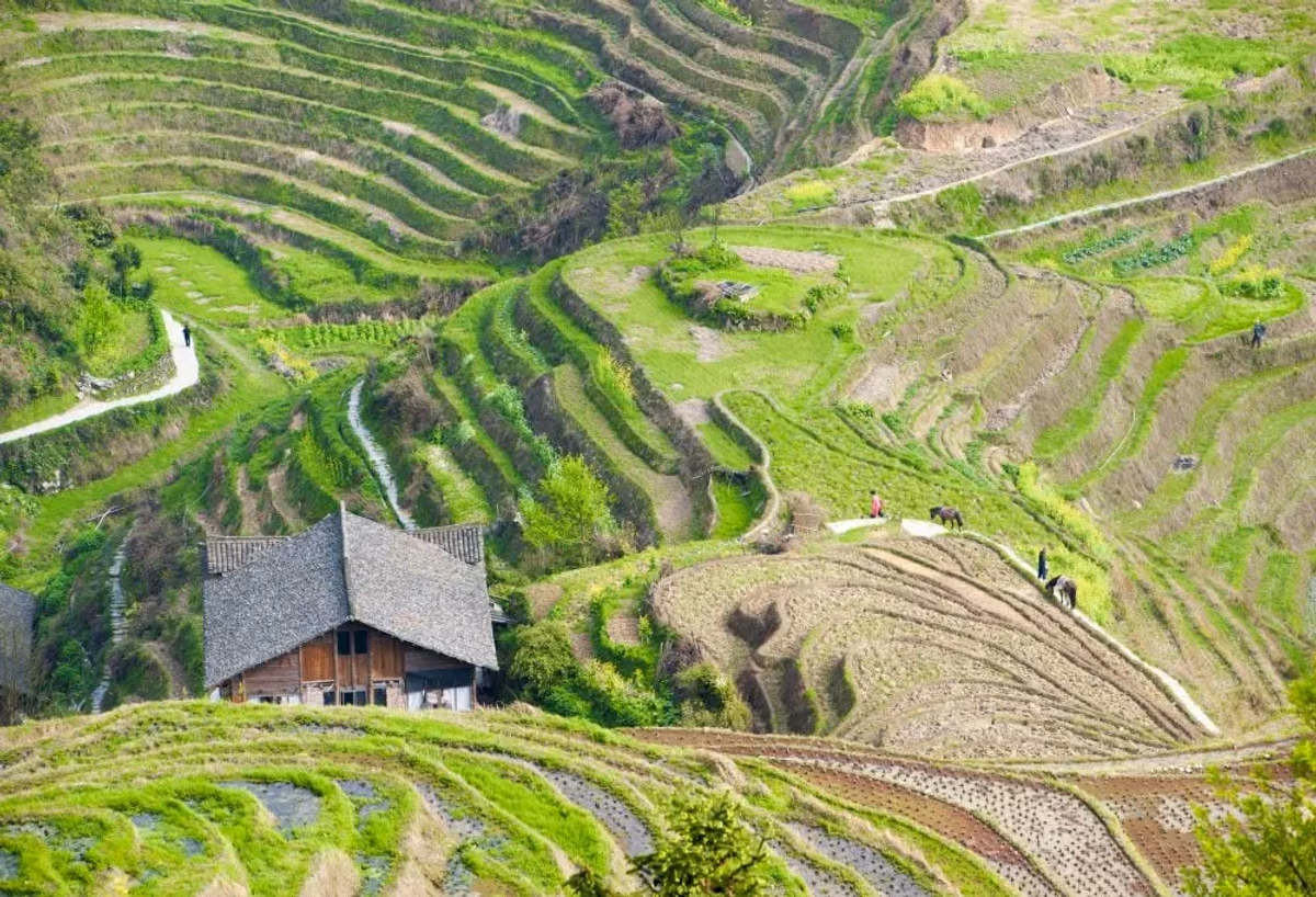 Drakensrug rijstvelden van Longsheng