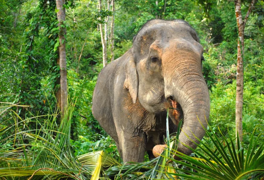 Elephant Nature Park – Thailand