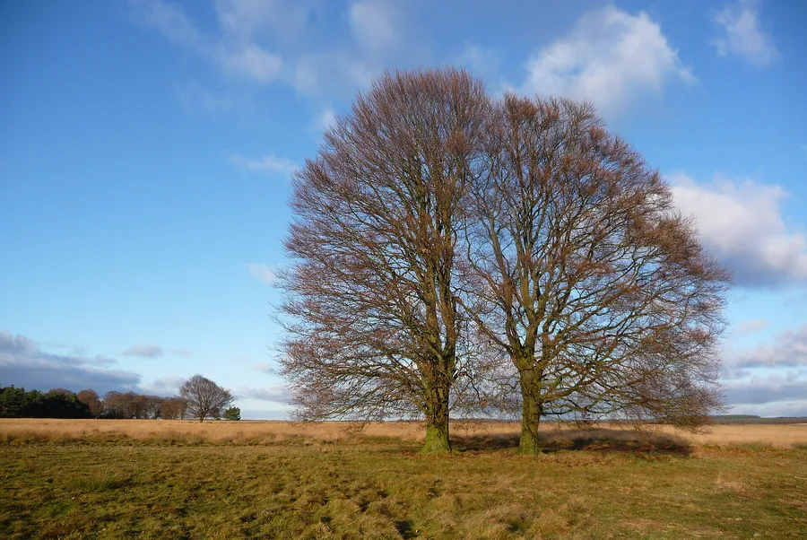 Sfeerbeeld van Hoenderloo