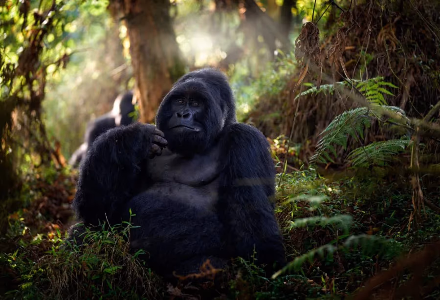 Gorilla tracking Bwindi Impenetrable National Park – Uganda