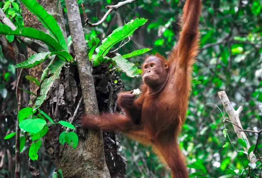 Grand Tour De Wildernis van Borneo – Maleisië – foto 1