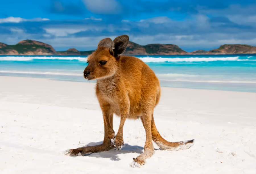 Grand Tour Australië Superior – Australie