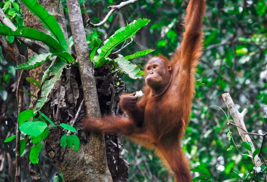 Grand Tour De Wildernis van Borneo – Maleisië
