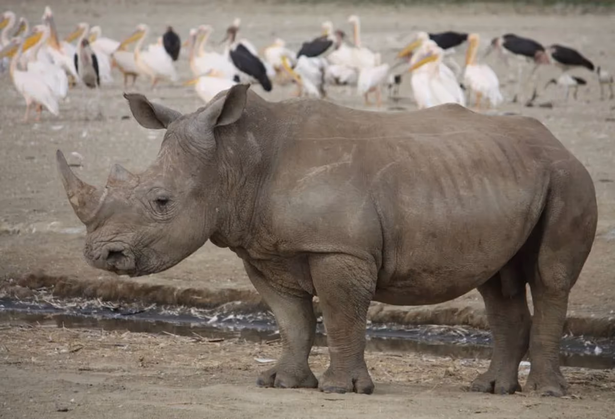 Grand Tour Kenia & Tanzania – vakantie, Kenia