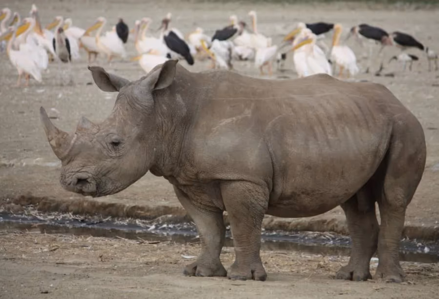 Grand Tour Kenia & Tanzania – Kenia