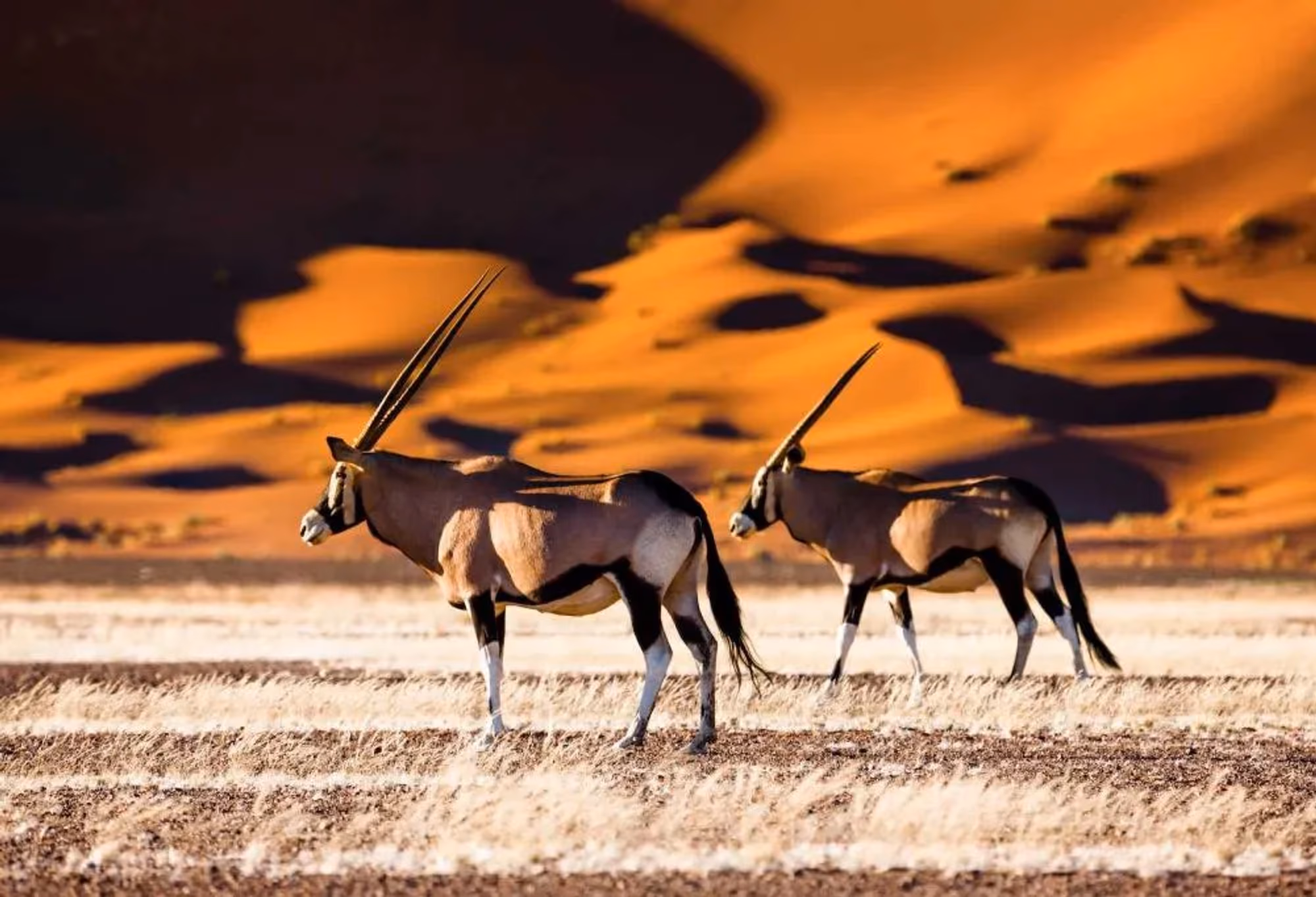 Grand tour woestijnen en wildlife Namibië – vakantie Namibië