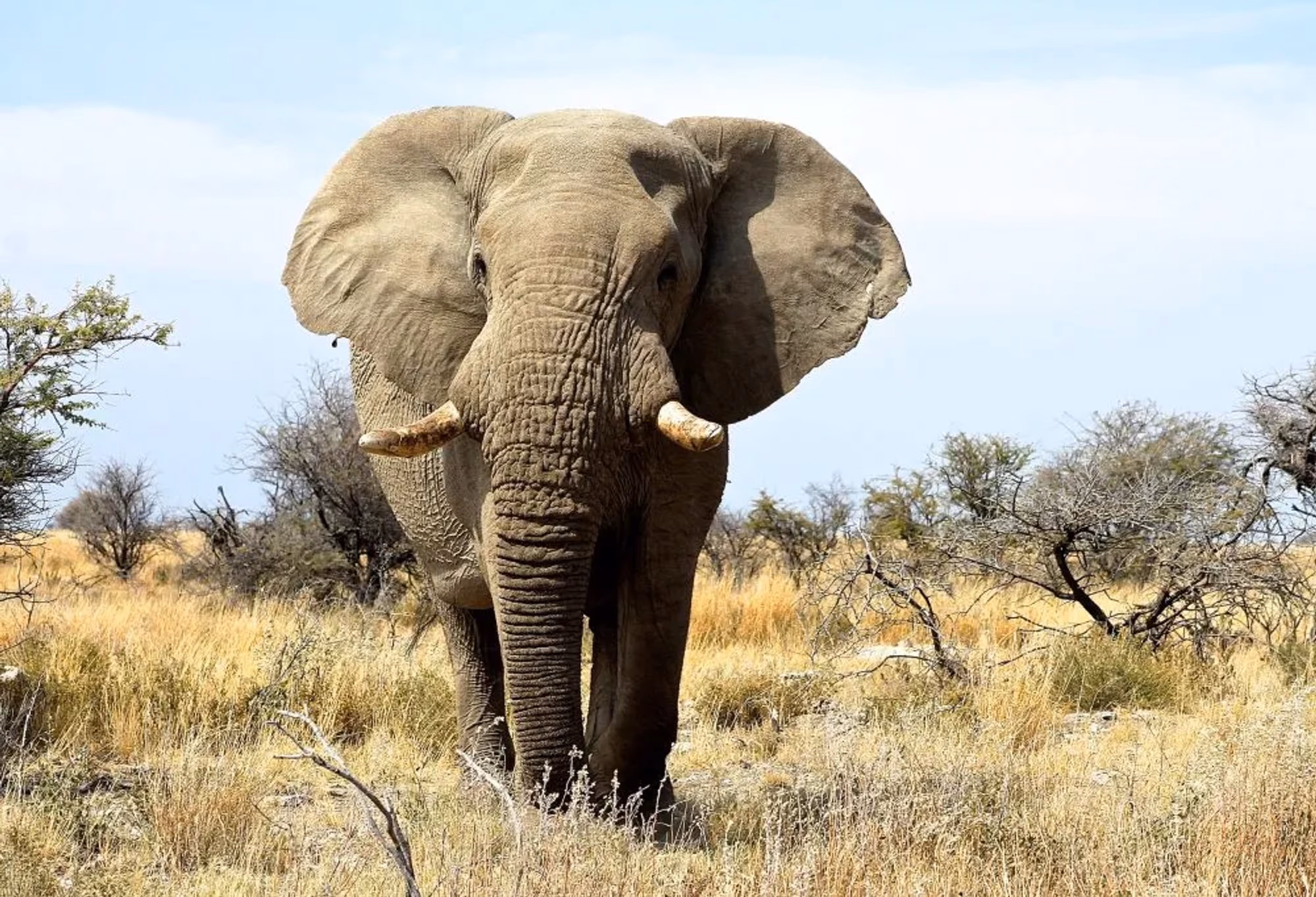 Grand tour woestijnen en wildlife Namibië Deluxe – vakantie Namibië