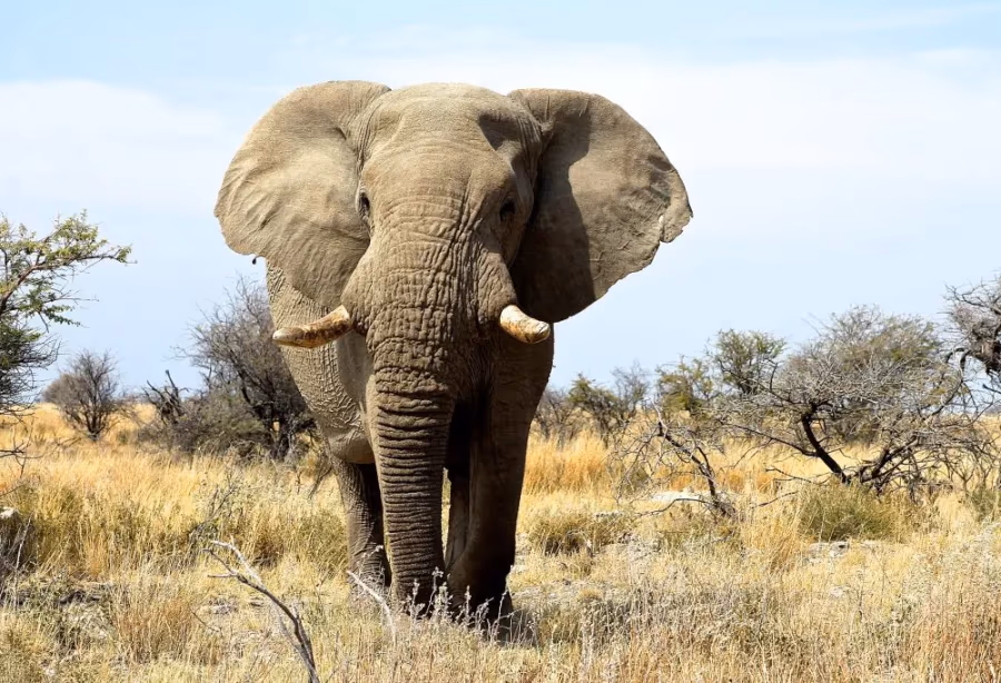 Grand tour woestijnen en wildlife Namibië Deluxe – Namibië