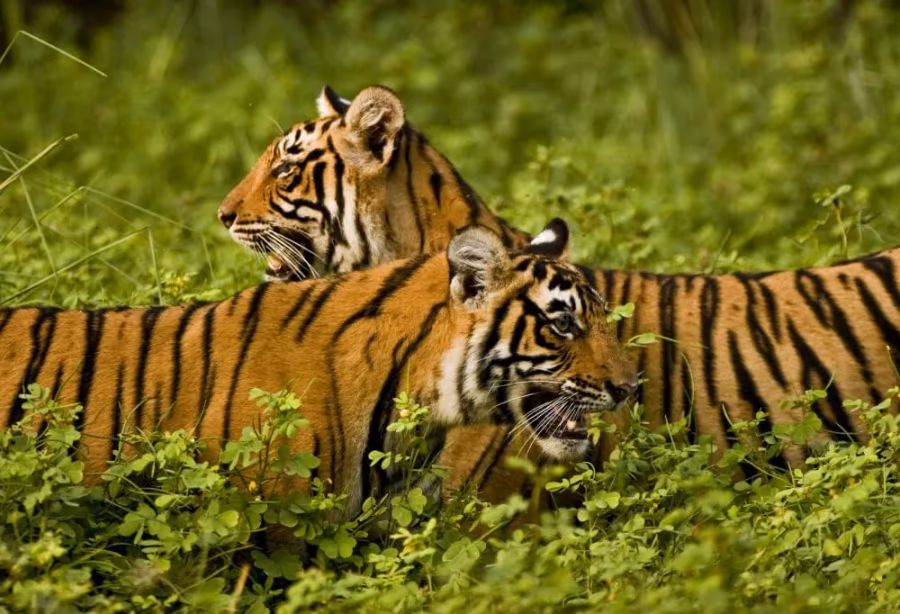 Grand Tour Zuid-India Superior – India