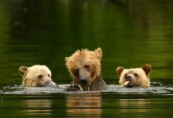 Grizzly beren van Knight Inlet – Canada – foto 1
