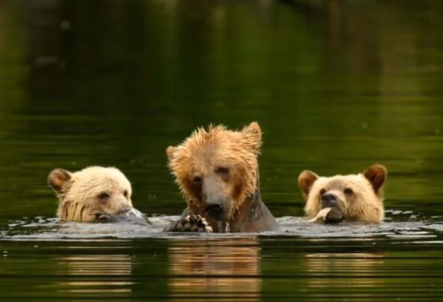 Grizzly beren van Knight Inlet – Canada