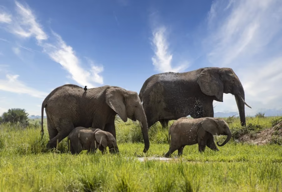 Highlights Wild Uganda – Uganda