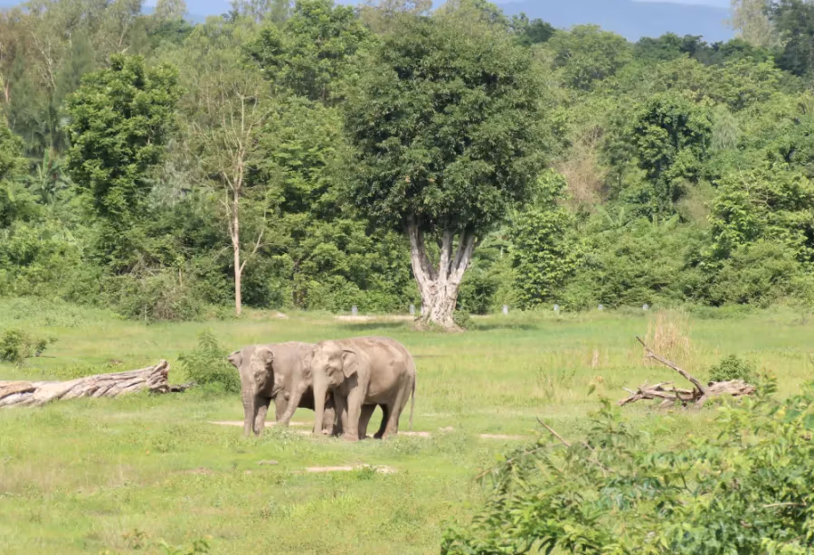 I Love Phants Experience – Thailand