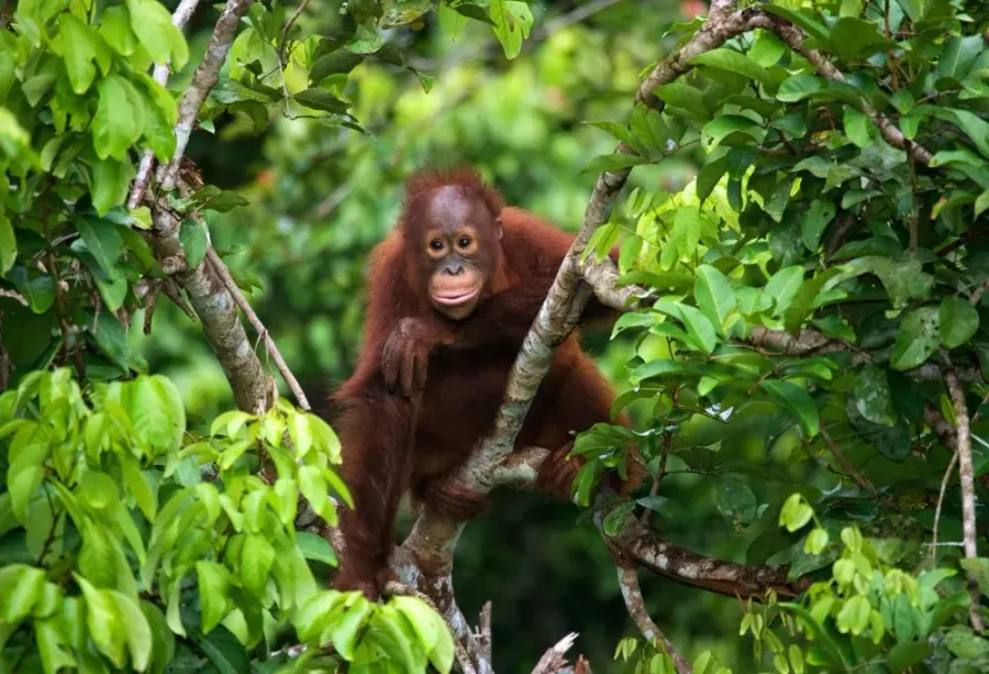 Javaans verleden, orang-oetans en Bali – Indonesië – foto 1