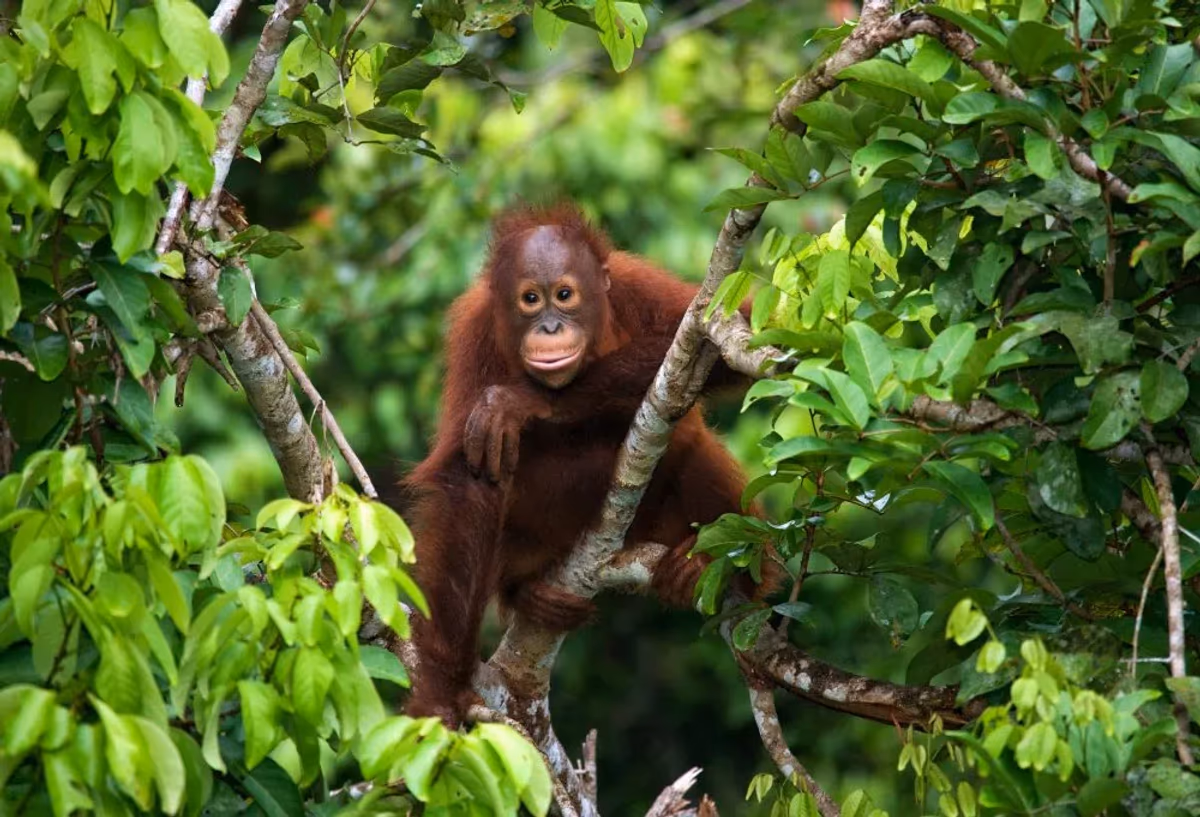 Javaans verleden, orang-oetans en Bali – vakantie Indonesië